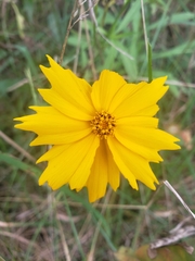Coreopsis lanceolata