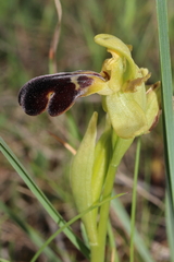Ophrys vasconica
