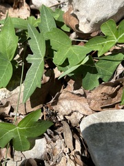 Passiflora tenuiloba