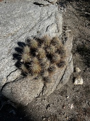 Echinocereus engelmannii engelmannii