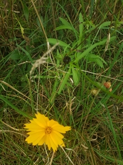 Coreopsis lanceolata