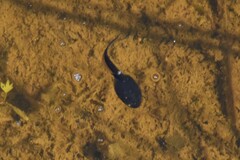 Anaxyrus boreas