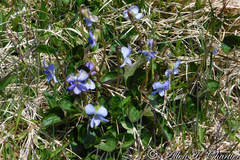 Viola labradorica