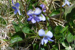 Viola labradorica