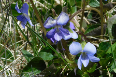 Viola labradorica