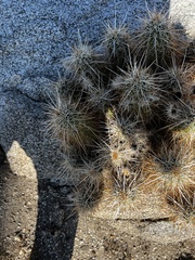 Echinocereus engelmannii engelmannii