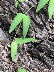 Dolichandra unguis-cati