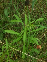 Coreopsis lanceolata