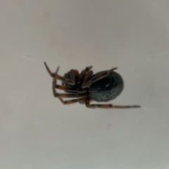 Enoplognatha thoracica