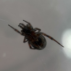 Enoplognatha thoracica