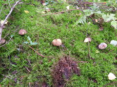 Xerocomellus chrysenteron