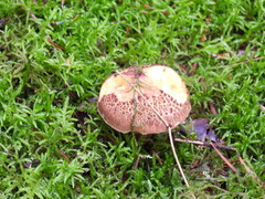 Xerocomellus chrysenteron