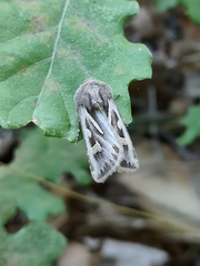 Eucoptocnemis optabilis