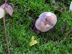 Xerocomellus chrysenteron