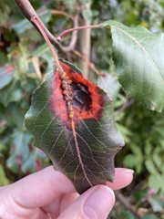 Gymnosporangium sabinae