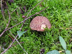 Xerocomellus chrysenteron