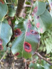 Gymnosporangium sabinae