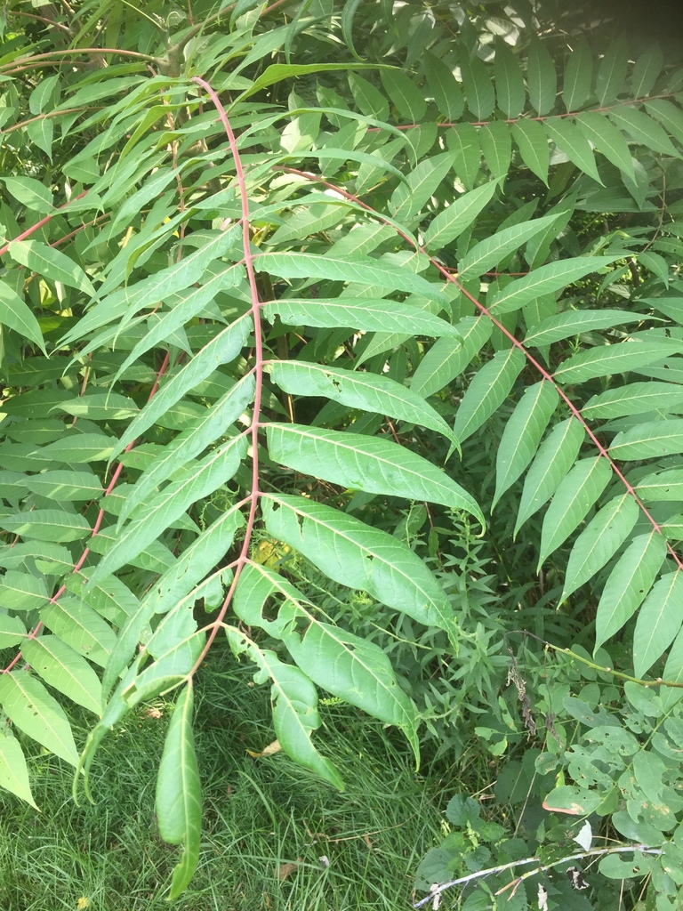 가죽나무 from Frances Slocum State Forest, Peru, IN, US on... 오전 by Donovan Moxley · iNaturalist 가죽나무 (Ailanthus altissima)