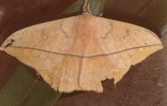 Lonomia