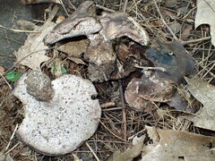 Boletopsis grisea