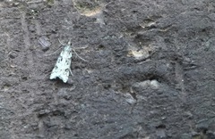 Eudonia angustea