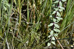 Hippuris tetraphylla
