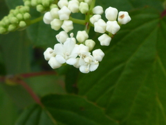Viburnum dentatum