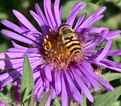 Syrphus