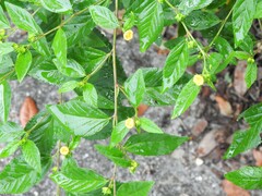 Sida ulmifolia