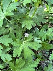 Geranium homeanum