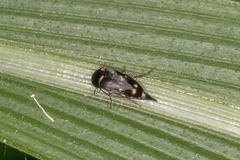 Mordellinae