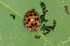 Henosepilachna vigintisexpunctata