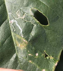 Phyllocnistis magnoliella