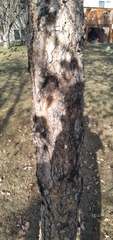 Betula nigra