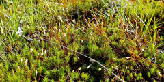 Polytrichum