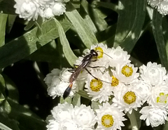 Ammophila