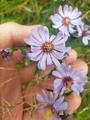 Symphyotrichum laeve