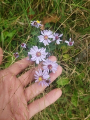 Symphyotrichum laeve