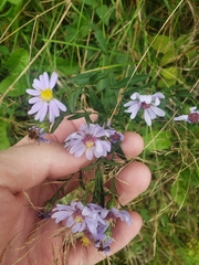 Symphyotrichum laeve