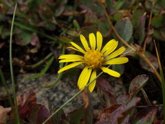 Pyrrocoma apargioides