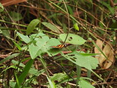 Castilia eranites