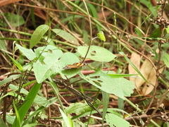 Castilia eranites