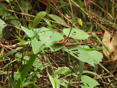 Castilia eranites