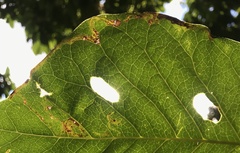 Phyllocnistis magnoliella