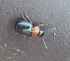 Gastrophysa polygoni