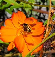 Dianthidium