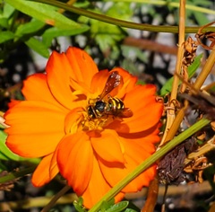 Dianthidium