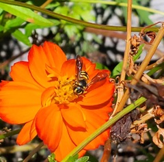 Dianthidium