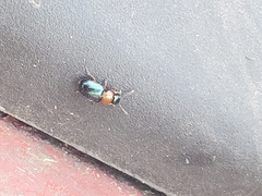 Gastrophysa polygoni