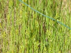 Bromus hordeaceus